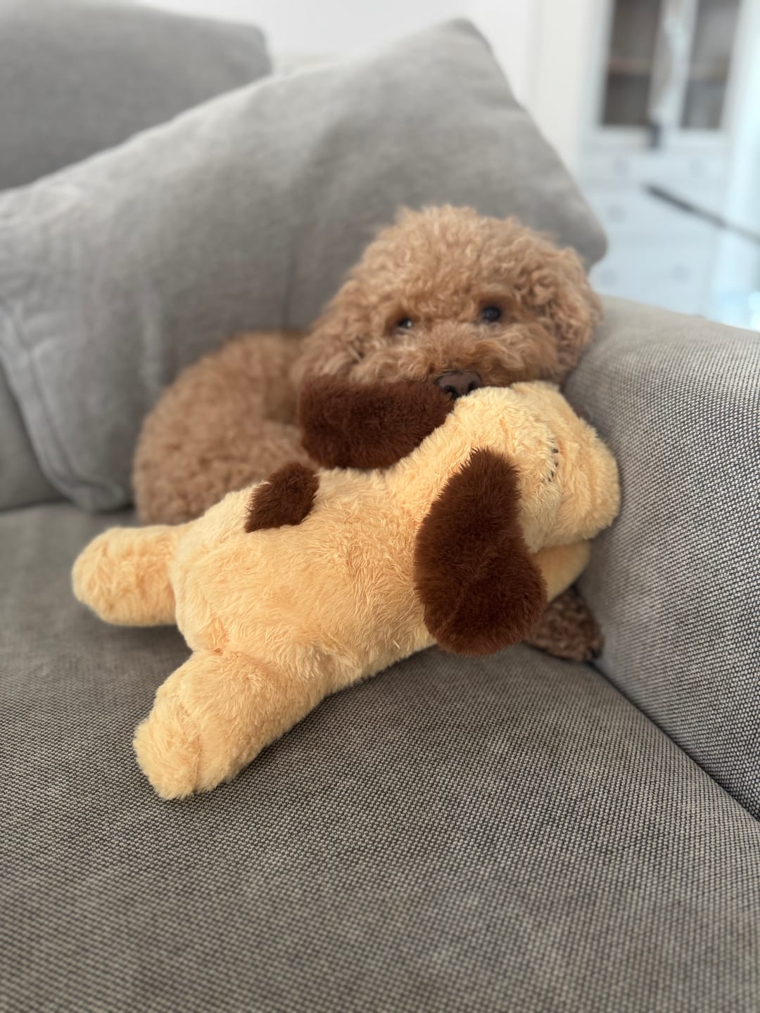 Customer photo review of Peluche Antiestrés para Mascotas