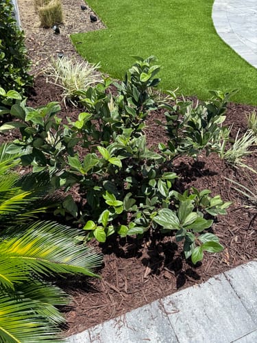 Customer photo review of Viburnum Suspensum