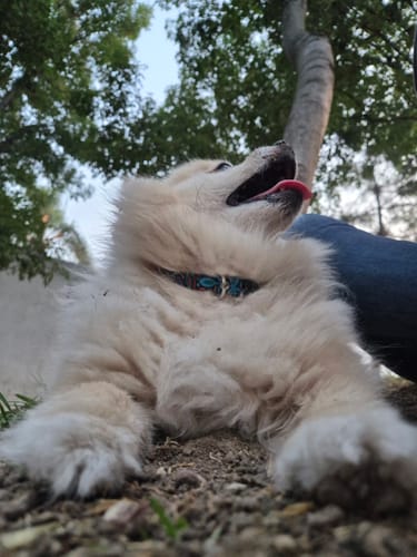 Customer photo review of Collar personalizado para Mascota: Alebrije