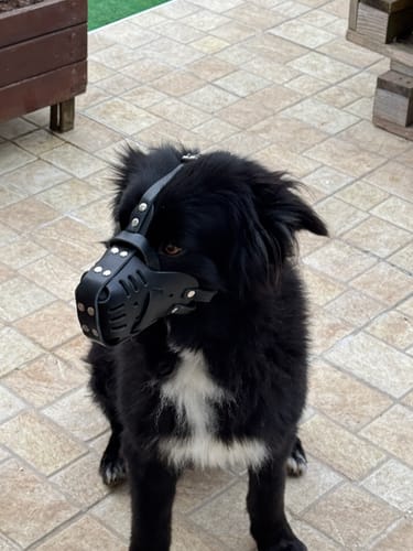 Customer photo review of Muselière en cuir premium pour chien – Sécurité et confort