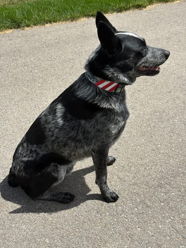 Customer photo review of Patriot Buckle Collar