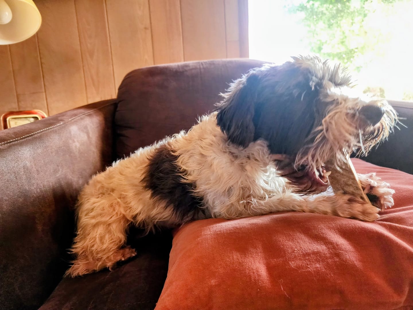 Customer photo review of Small Moose Chew