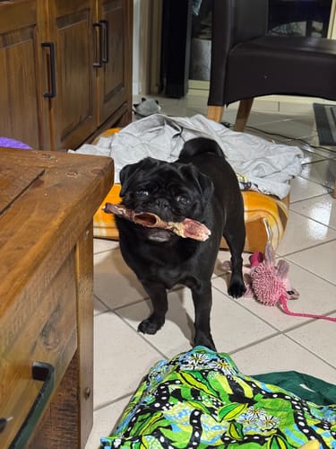 Customer photo review of Beef Aorta Tubes