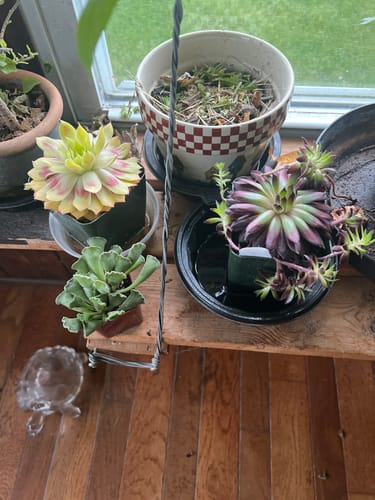 Customer photo review of Adromischus Cristatus | Key Lime Pie