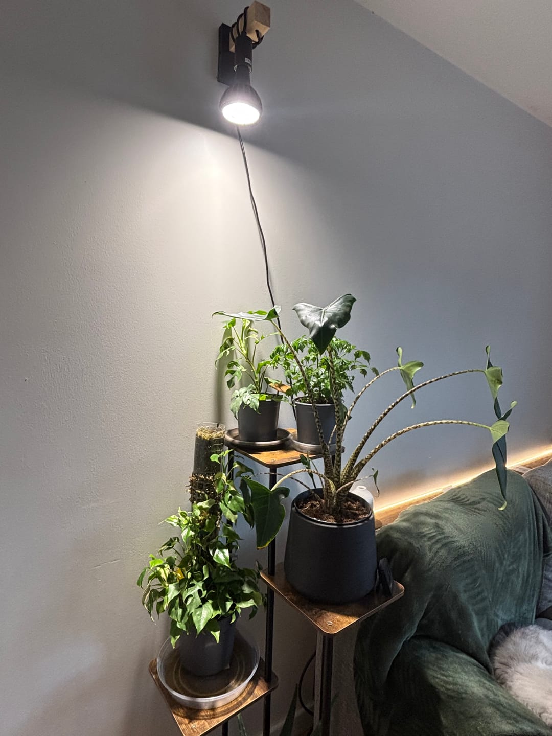 Customer photo review of Pianta LED Grow Light 3-Pack bundle