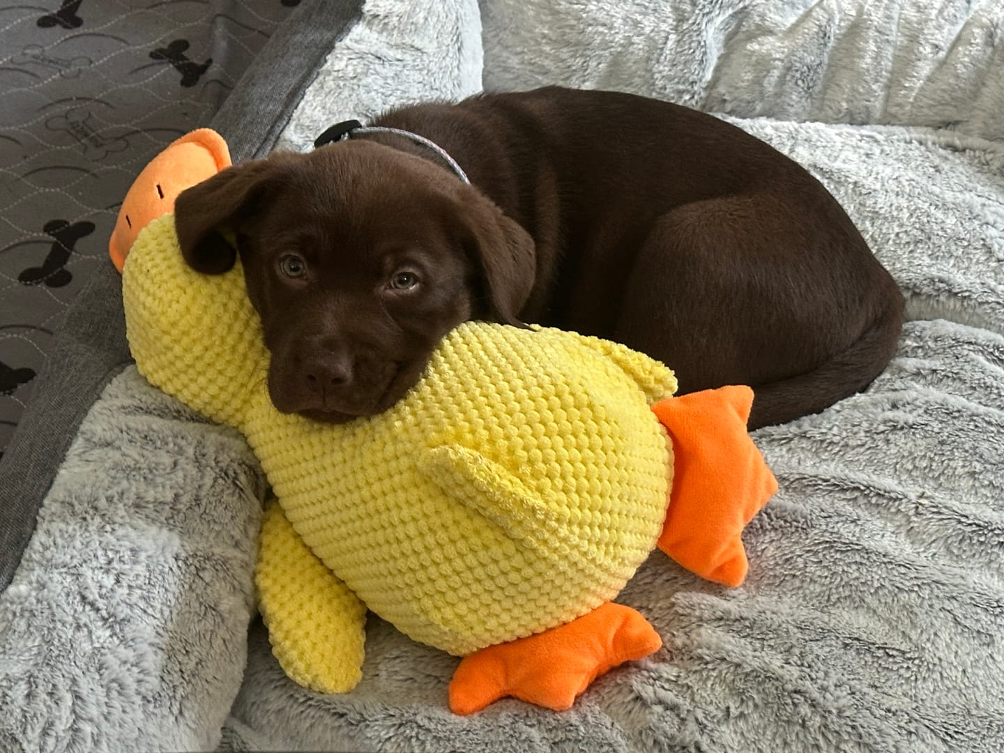 Customer photo review of Calming Duck