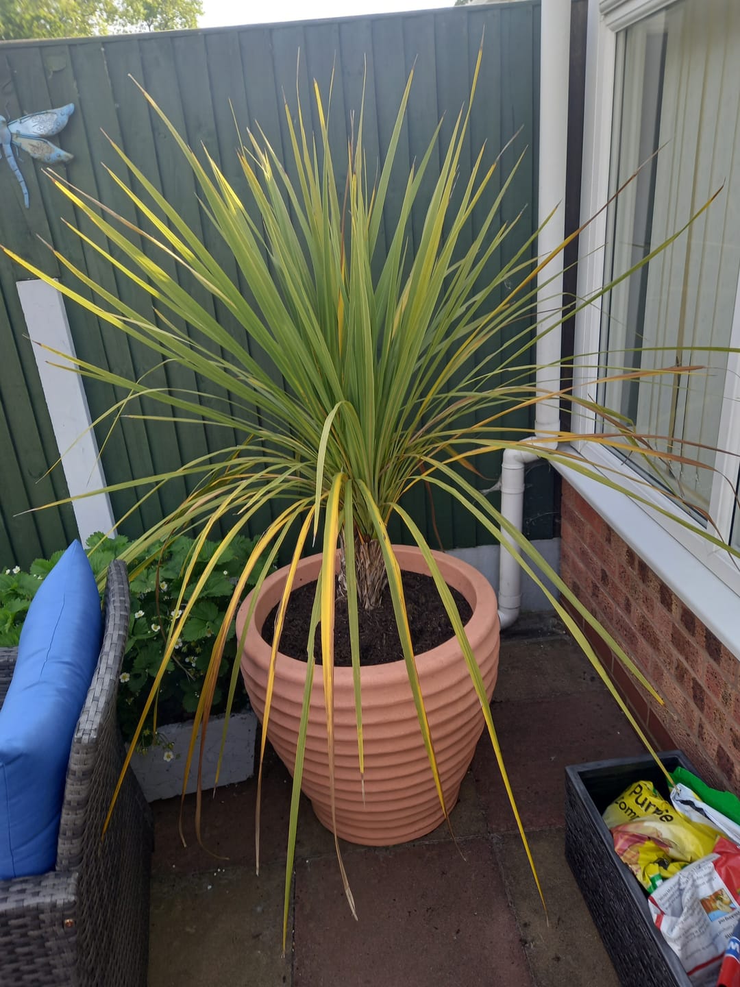Customer photo review of Cordyline Indivisa 120-130cm 18L
