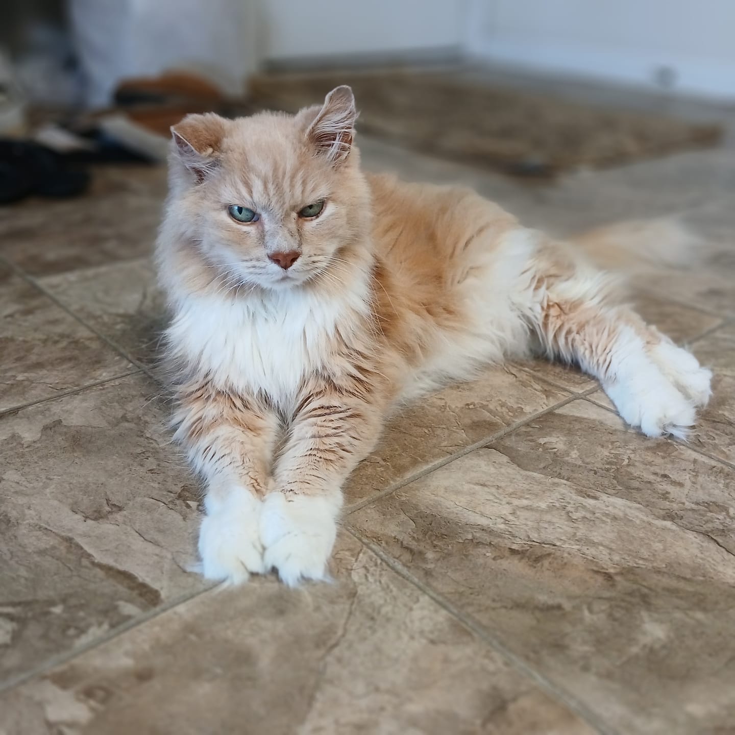 Customer photo review of Cat Weight Gain + Hyperthyroidism Support Remedy