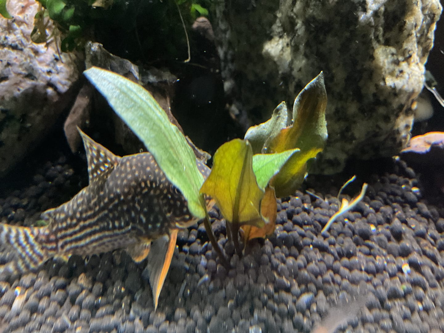 Customer photo review of Cryptocoryne Wendtii RED 'Mi Oya'