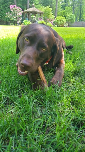 Customer photo review of 12 Inch Thick Bully Stick