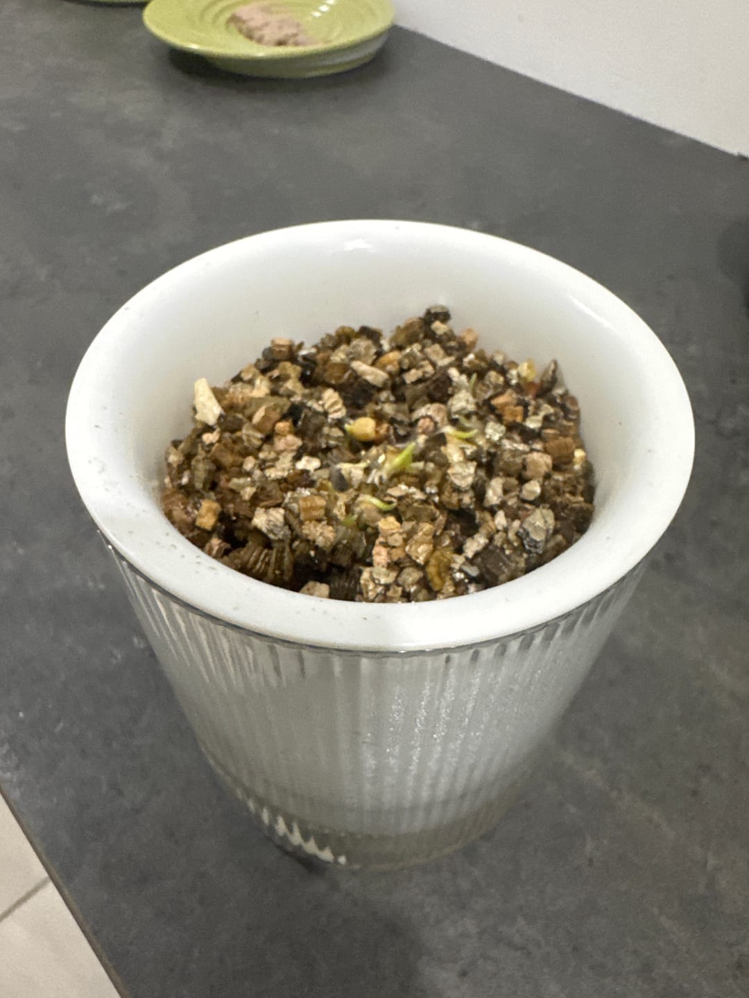 Customer photo review of Michu Cat Grass Seed Replacement Pack - The Ultimate Solution for Lush and Healthy Cat Grass Growth in Australia