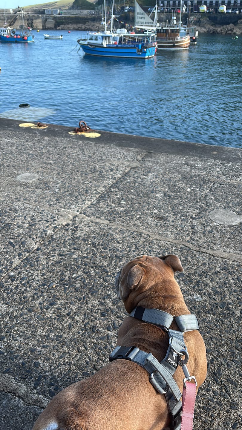 Customer photo review of Ultra Harness - Anti pull - Grey