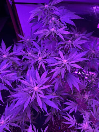 Customer photo review of Hanfstecklinge | Gorilla Zkittlez