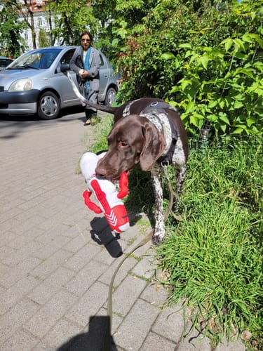 Customer photo review of Smycz z dodatkową rączką - Guard Leash Khaki