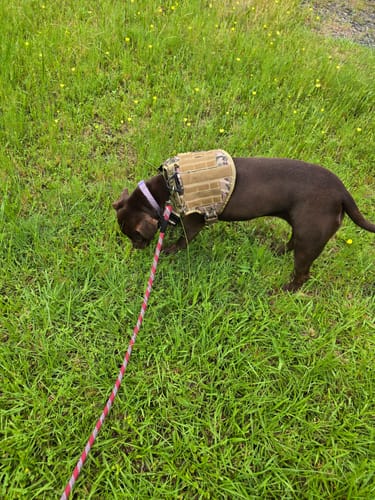 Customer photo review of 2MBH Harness Exchanges