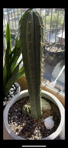 Customer photo review of San Pedro Cactus | Trichocereus (Echinopsis) Pachanoi