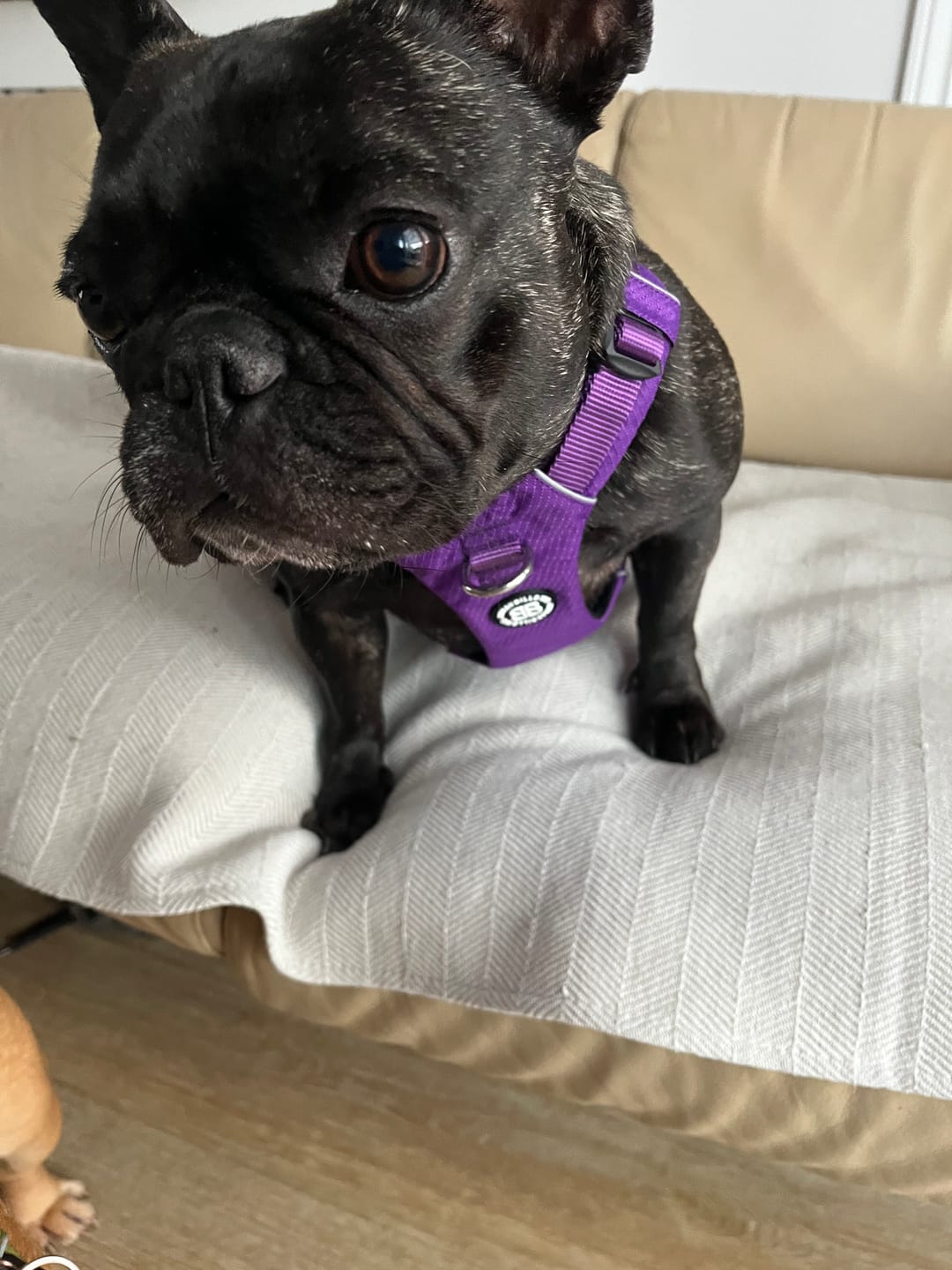 Customer photo review of Air Harness | Anti-Pull & With Handle - Purple