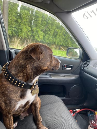 Customer photo review of Hand Made Leather Dog Collar- RuffNeck Black & Brass (Regular Fit)