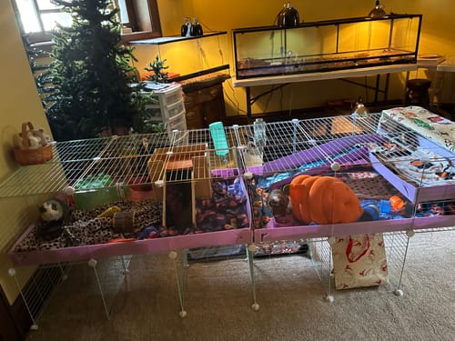 Customer photo review of 6x2 C&C Cage with Loft & Stand