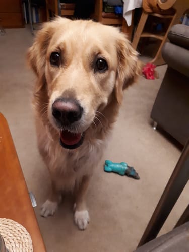 Customer photo review of Shiny Hair