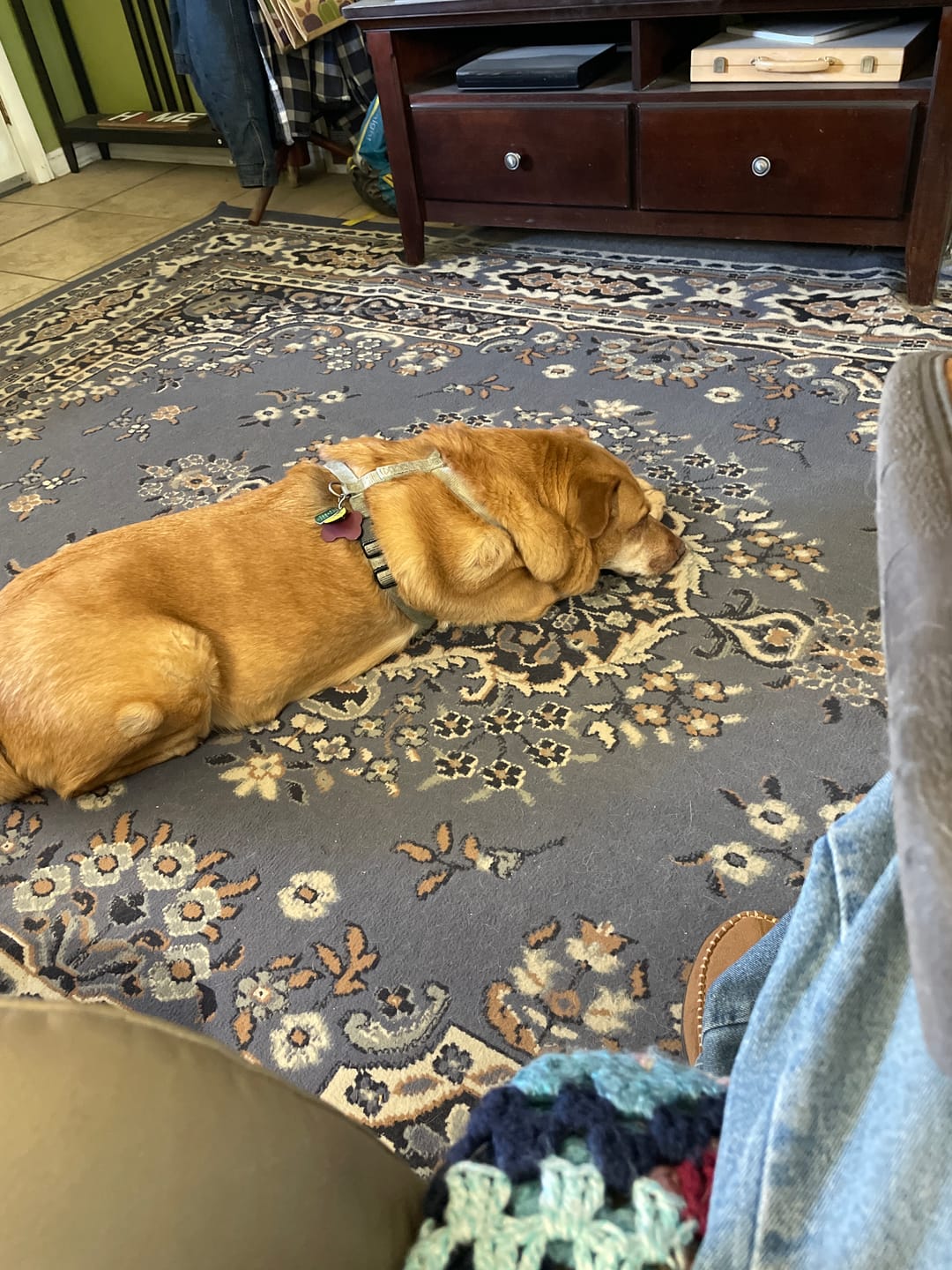 Customer photo review of Pig Ear Treats for Dogs