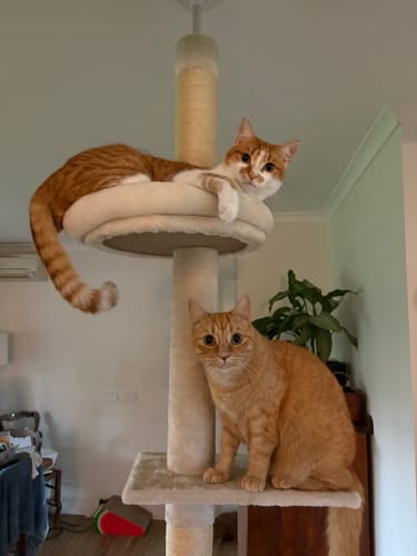 Customer photo review of Pawz Floor to Ceiling Cat Tree 230-275cm