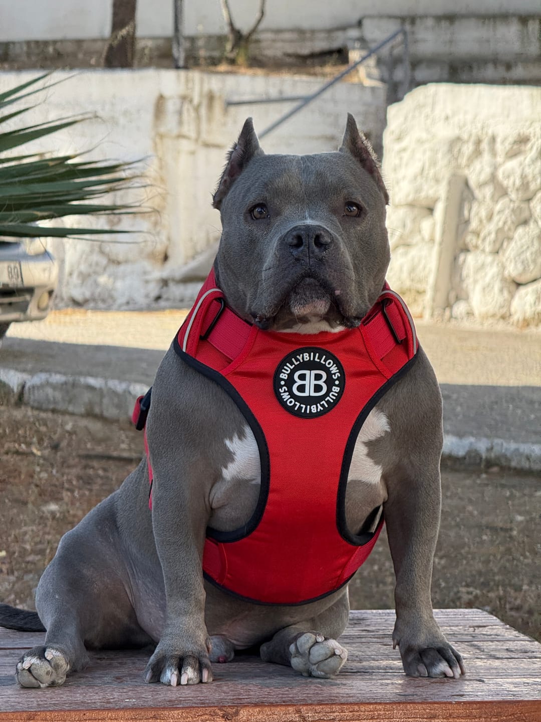 Customer photo review of Comfort Premium Harness | Non Restrictive - Red
