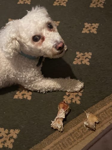 Customer photo review of Ostrich Foot Bone (7" x 3.5"): The Flavorful & Long-Lasting Chew for Medium to Large Dogs