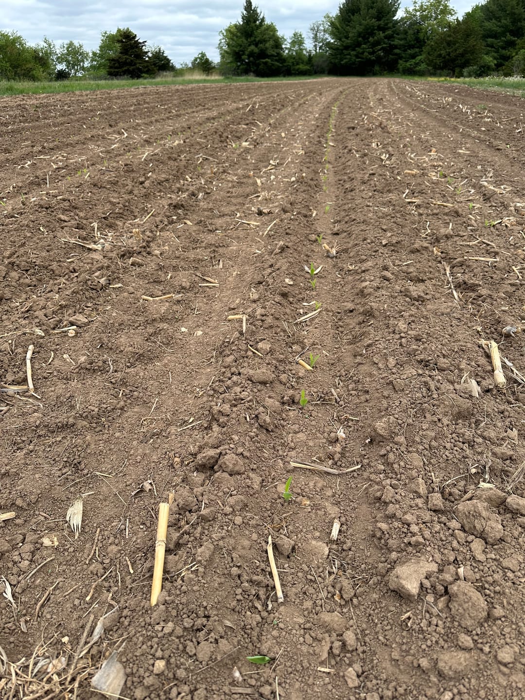 Customer photo review of Glyphosate Tolerant Wildlife Seed Corn
