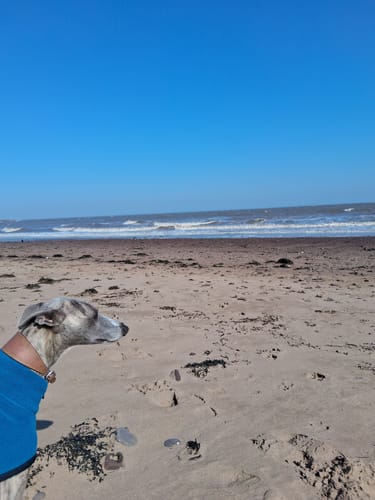 Customer photo review of Padded Sighthound Collars