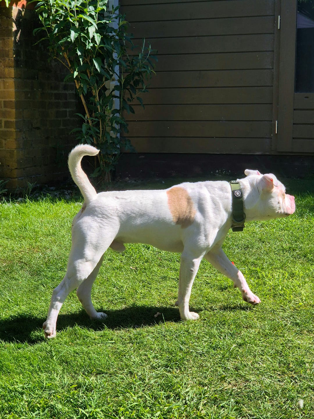 Customer photo review of 4cm Combat Billowthane® Collar | Waterproof - Khaki