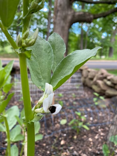 Customer photo review of Windsor Fava Bean Seeds