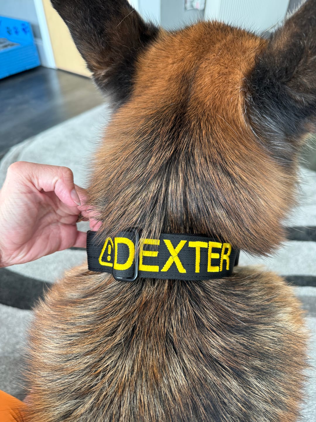 Customer photo review of 4cm Combat® Collar | Handle & Rated Clip - Black