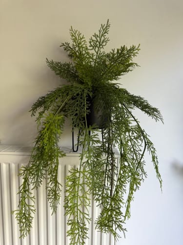 Customer photo review of Varen Kunst Hangplant 100cm