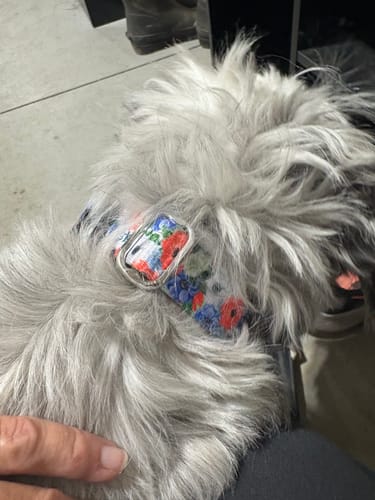 Customer photo review of Liberty Buckle Collar