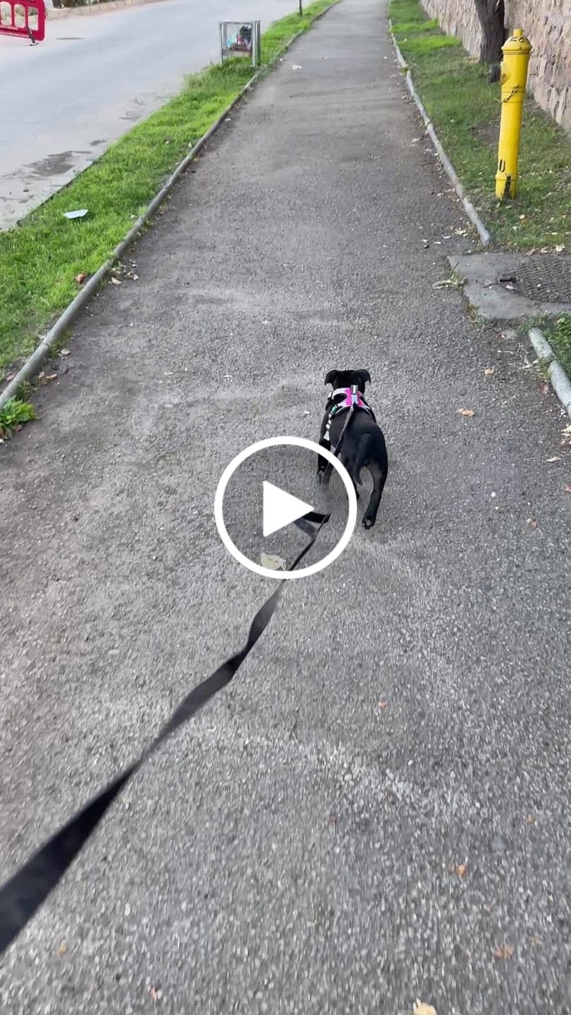 Customer video review of Correa Larga de Adiestramiento para Perros | 3 mts | Black Camo
