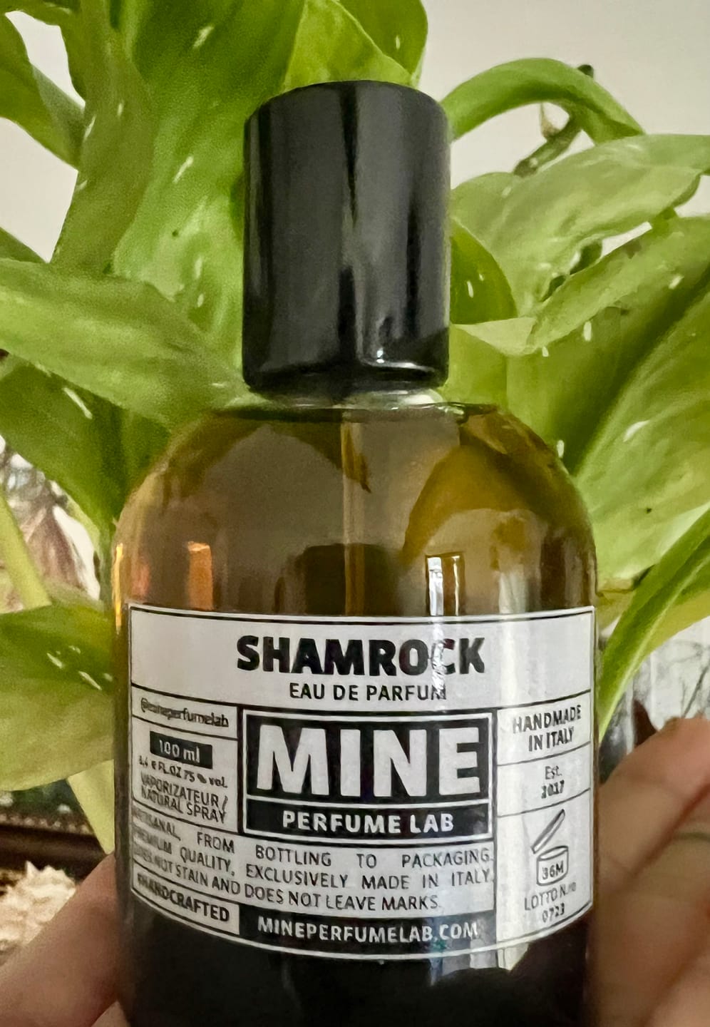 Customer photo review of SHAMROCK