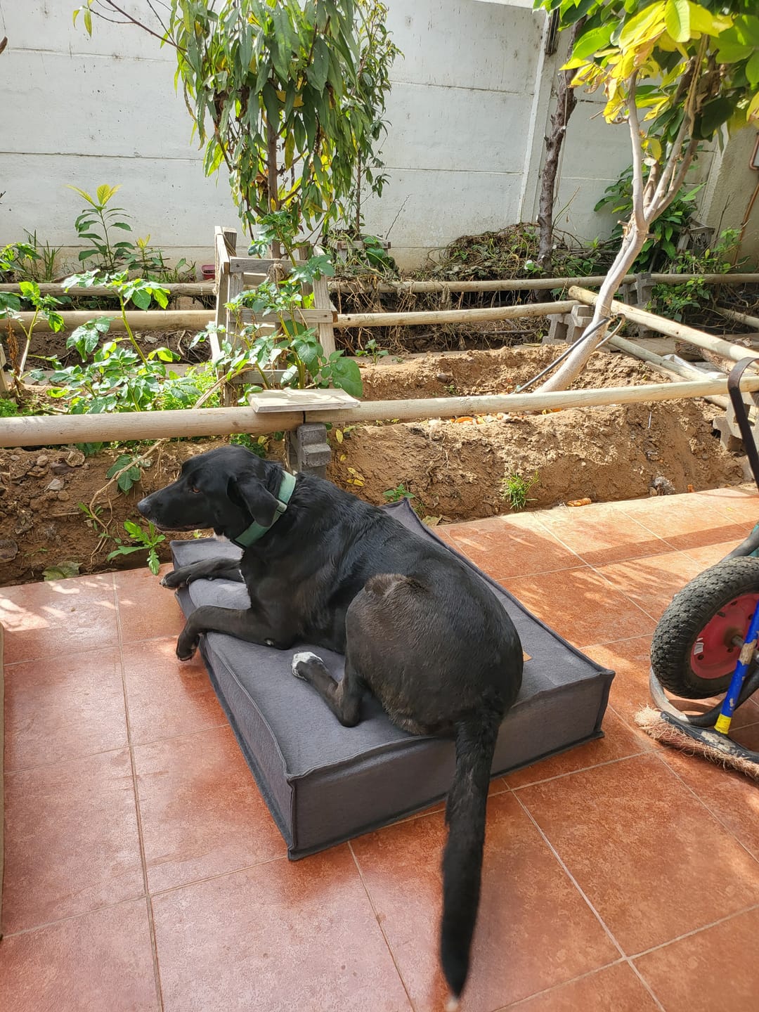 Customer photo review of Cama Cojín Gris
