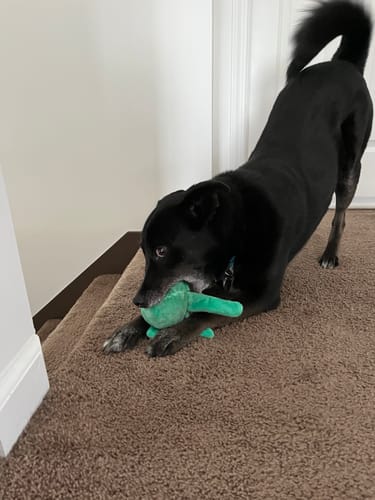 Customer photo review of Clean Earth Plush - 100% Sustainable