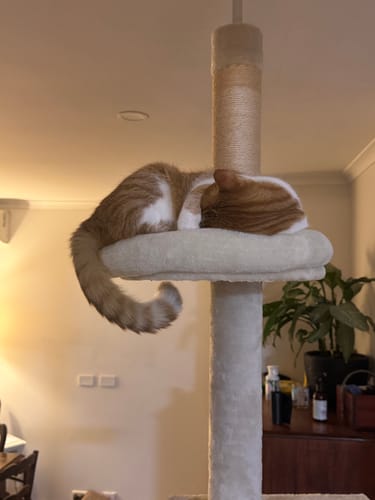 Customer photo review of Pawz Floor to Ceiling Cat Tree 230-275cm