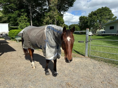 Customer photo review of LE Defender Anti-Insect Rug