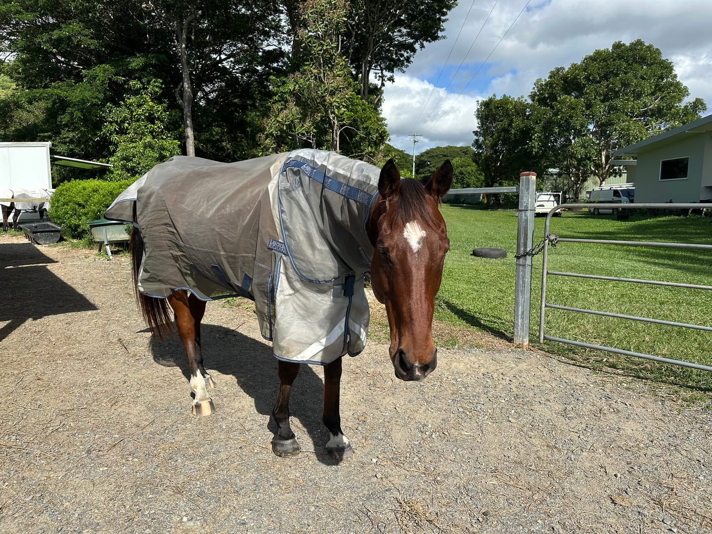 Customer photo review of LE Defender Anti-Insect Fly Rug