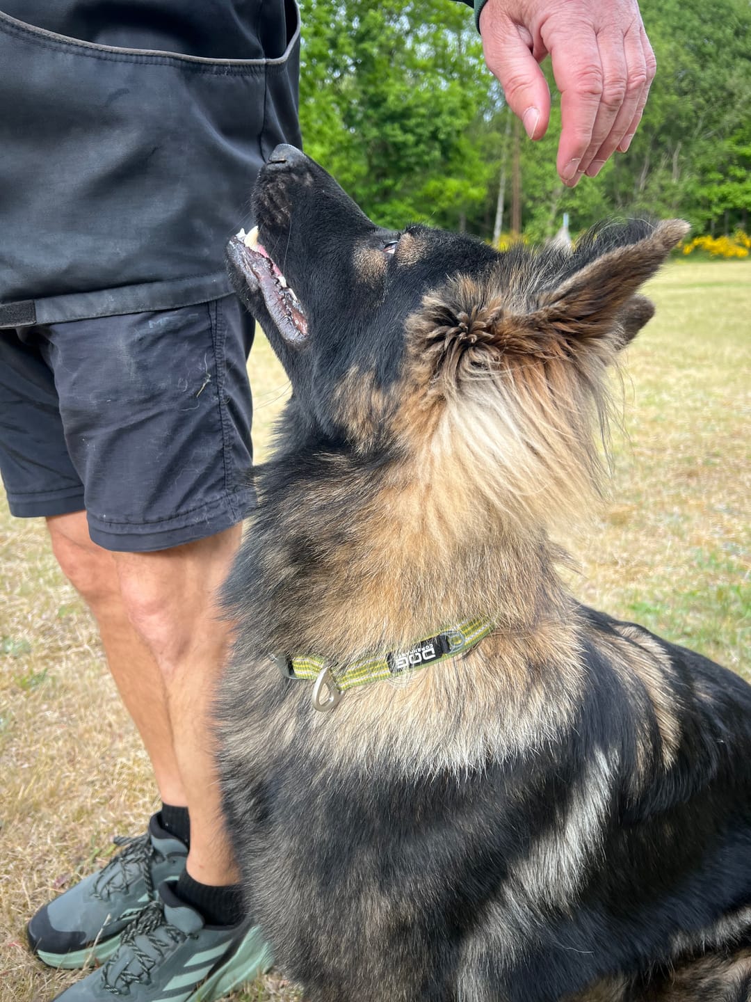 Customer photo review of Dog Copenhagen Urban Style™ Halsbånd - Hunting Green