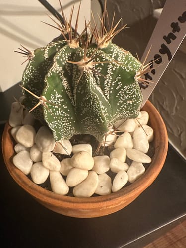 Customer photo review of Astrophytum Ornatum | Star Barrel Cactus