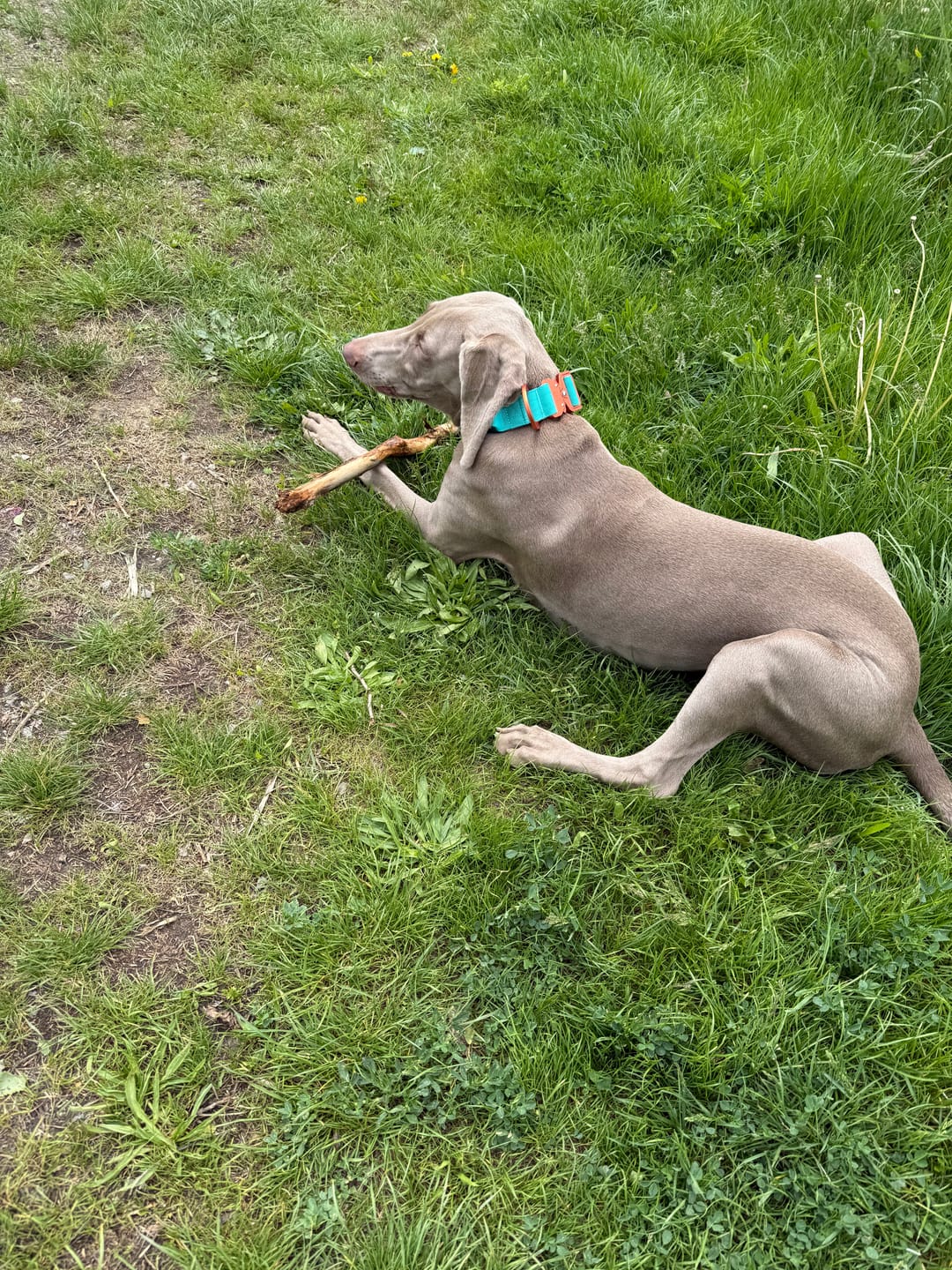 Customer photo review of 4cm LIGHTER Combat® Collar | With Handle Rated Clip - Turquoise & Orange