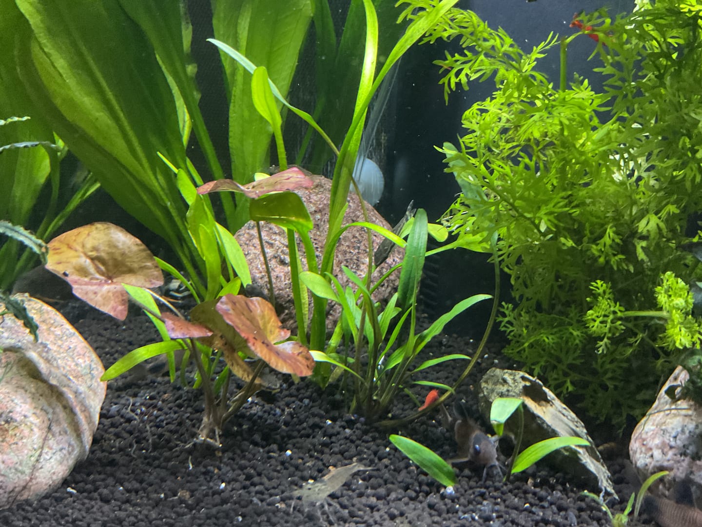 Customer photo review of Dwarf Sag (Sagittaria Subulata)