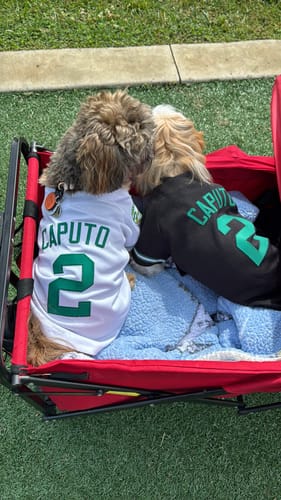 Customer photo review of Custom White Kelly Green Classic Style Dog Jersey