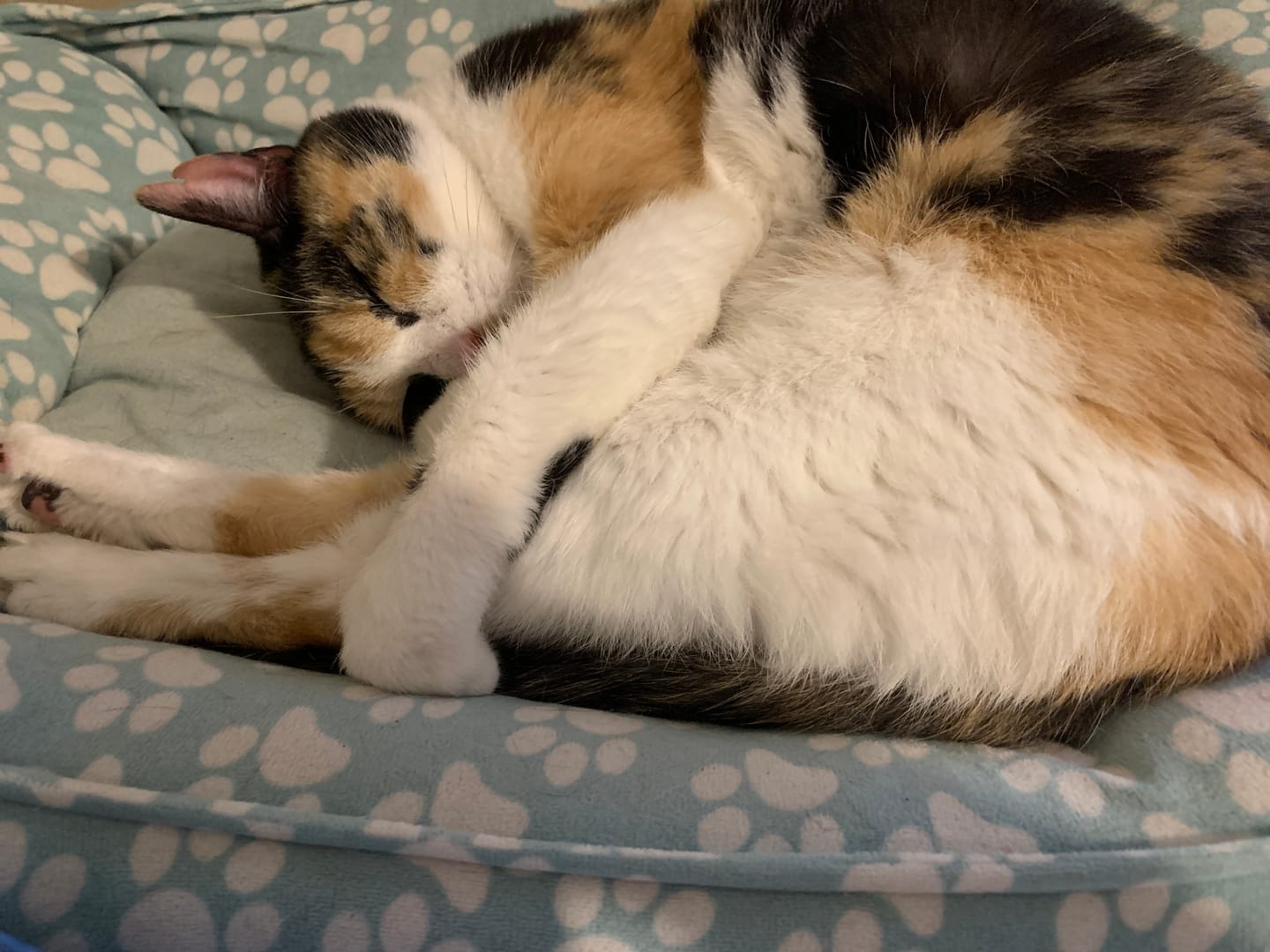 Customer photo review of Cat Allergy Relief & Immune Support Remedy