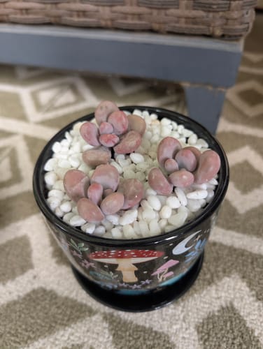 Customer photo review of Pachyphytum Oviferum | Pink Moonstones
