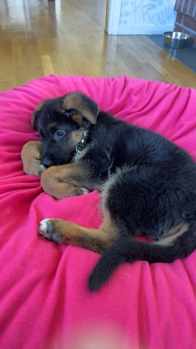 Customer photo review of CalmBed - Motverkar stress & hjälper mot ångest